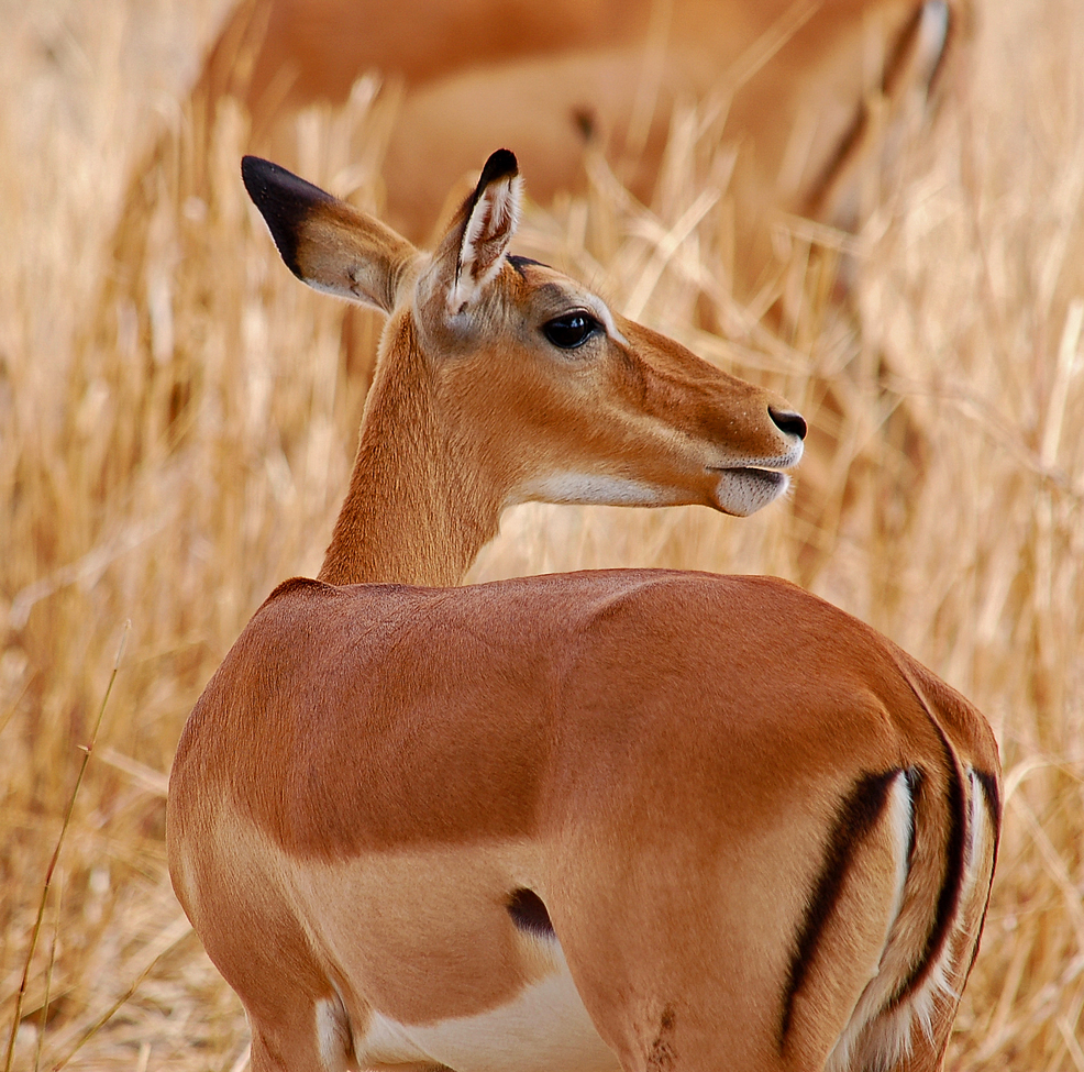 Gazelle, Serengeti National Park, Tanzania