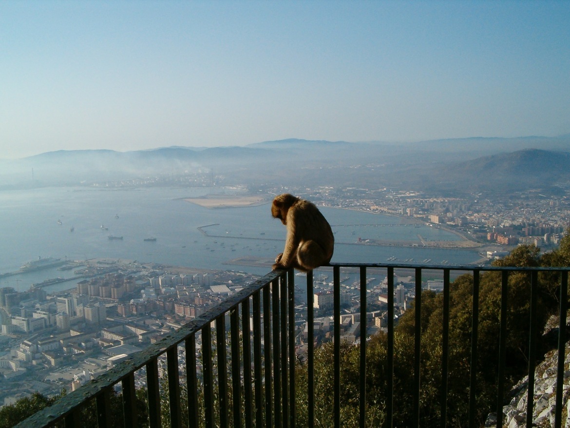 Barbary Macaque Monkey, Upper Rock area of the Gibraltar Nature Reserve, Gibraltar