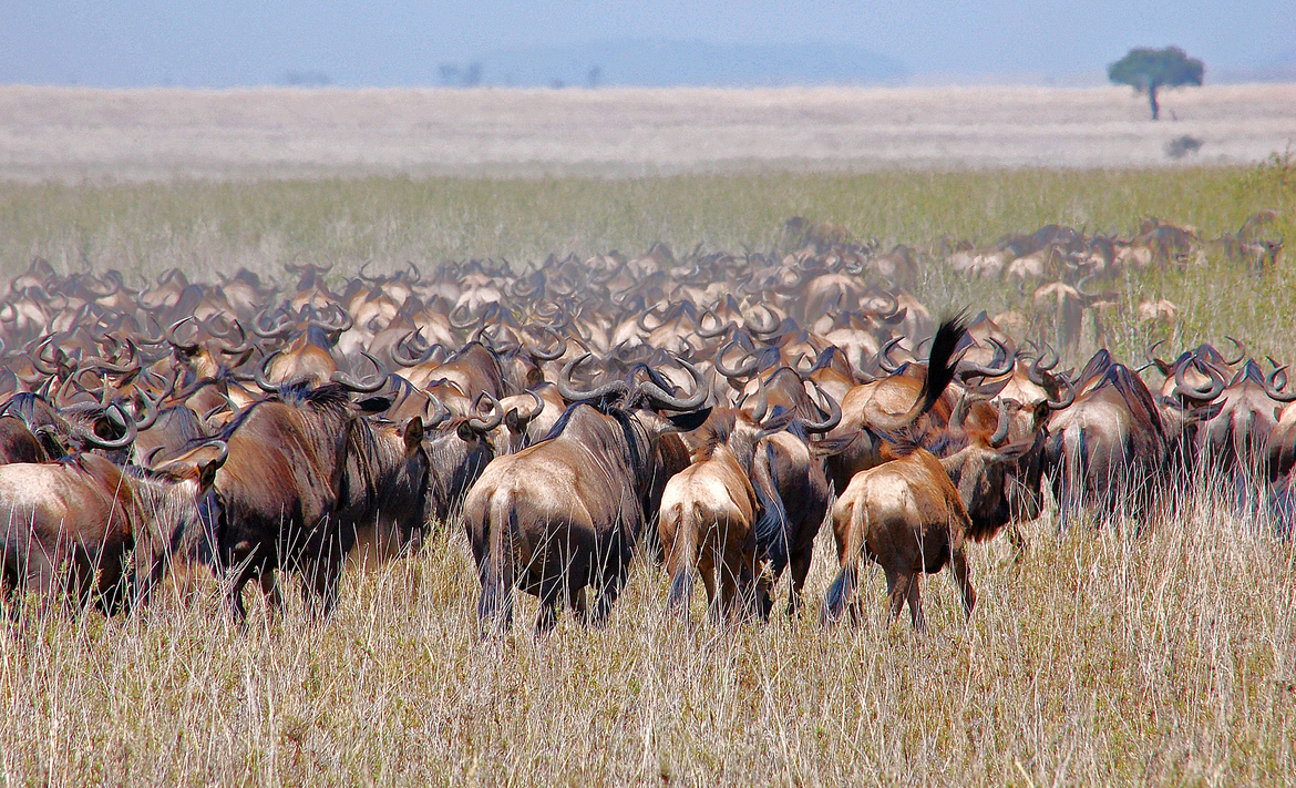 Wildebeest, Serengeti National Park, Tanzania
