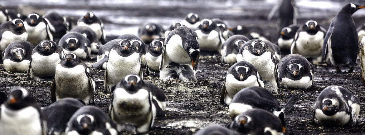 Gentoo Penguins, Bluff Cove Lagoon, Falkland Islands