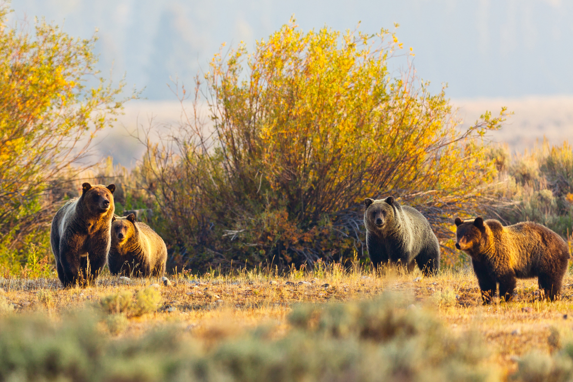 Grizzly Bear (Ursus arctos horribilis), Grand Tetons National Park, USA
