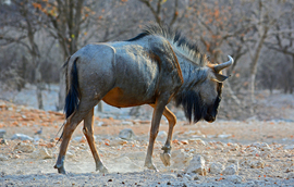 Grid y hunter wildebeest in late afternoon