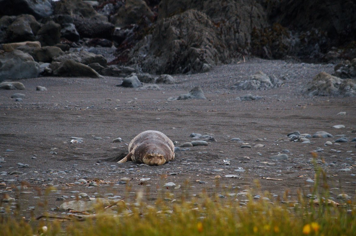 Elephant Seal, Kings Range Conservation Area, Lost Coast Trail, United States
