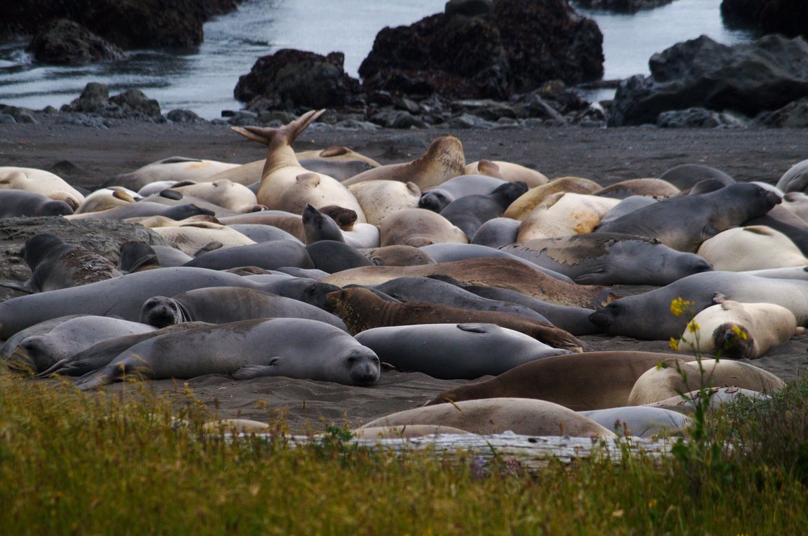Elephant Seal, Kings Range Conservation Area, Lost Coast Trail, United States