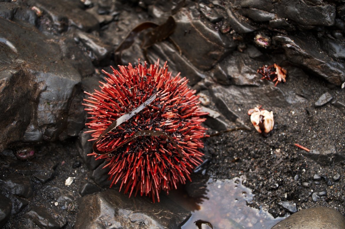 Sea Urchin, Kings Range Conservation Area, Lost Coast Trail, United States