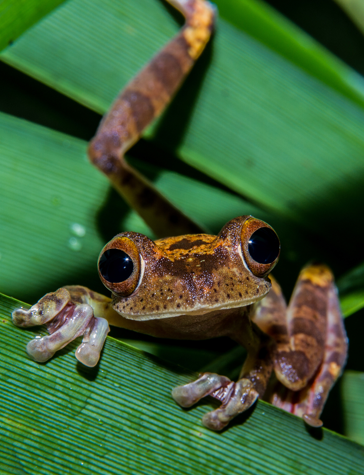harlequin tree frog, Sabah, Malaysia