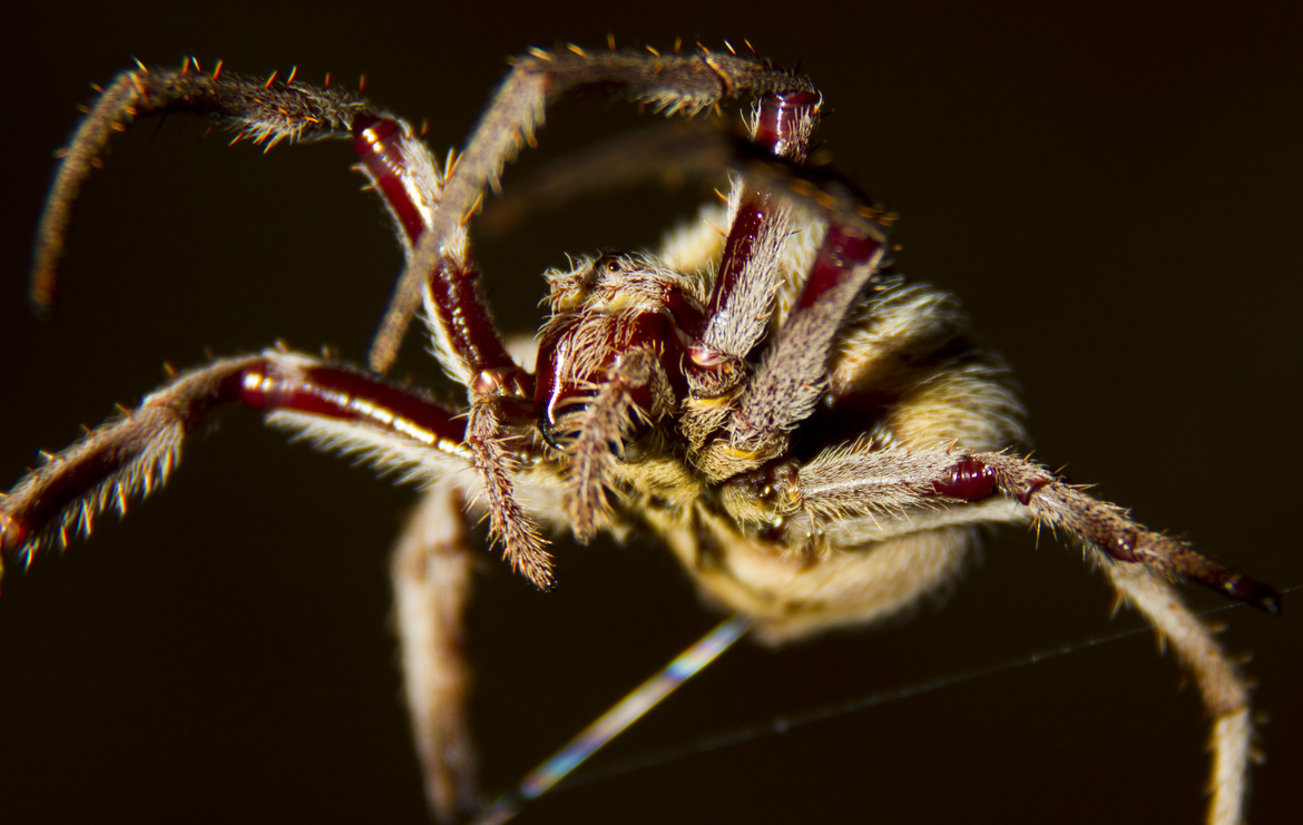 Garden Orb Weaver, Queensland, Australia 