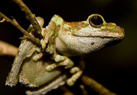 Grid green eyed tree frog  4 