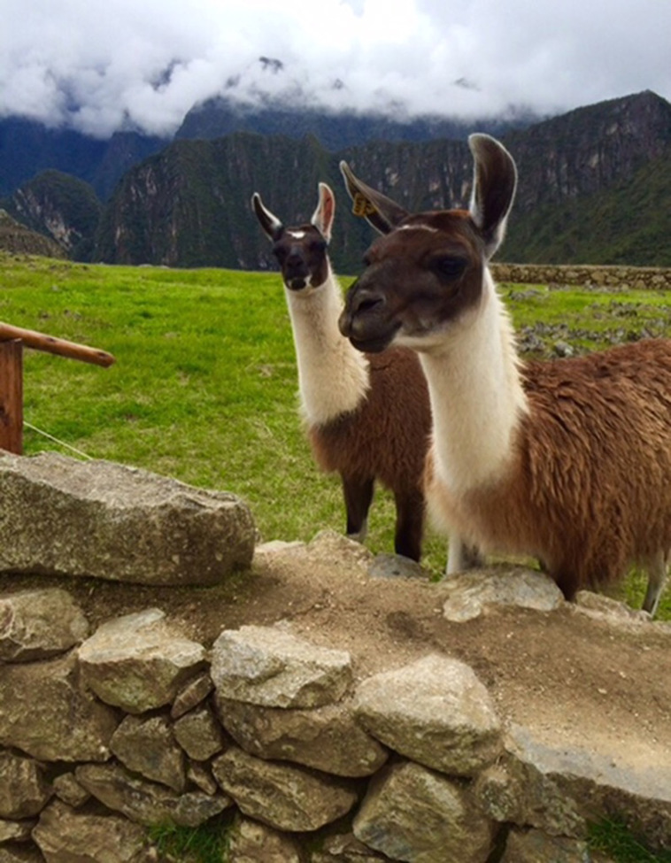 Llama, Machu Picchu, Peru