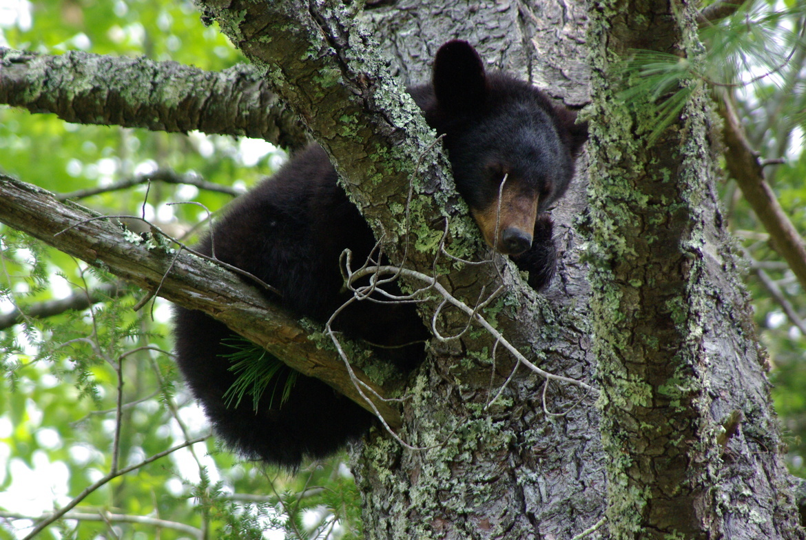 Black bear, Smoky Mountain National Park, USA
