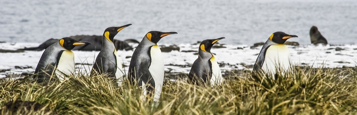 King Penguins, Antarctica, South Georgia Island; Antarctica