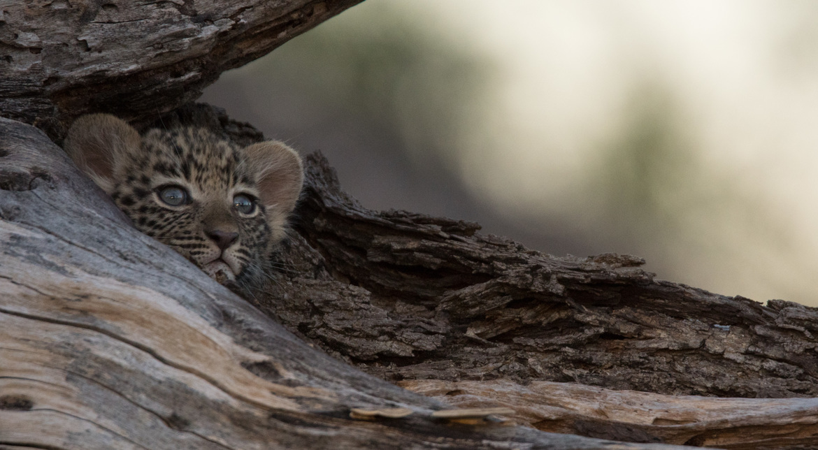 leopard, Linyanti Private Reserve, Botswana
