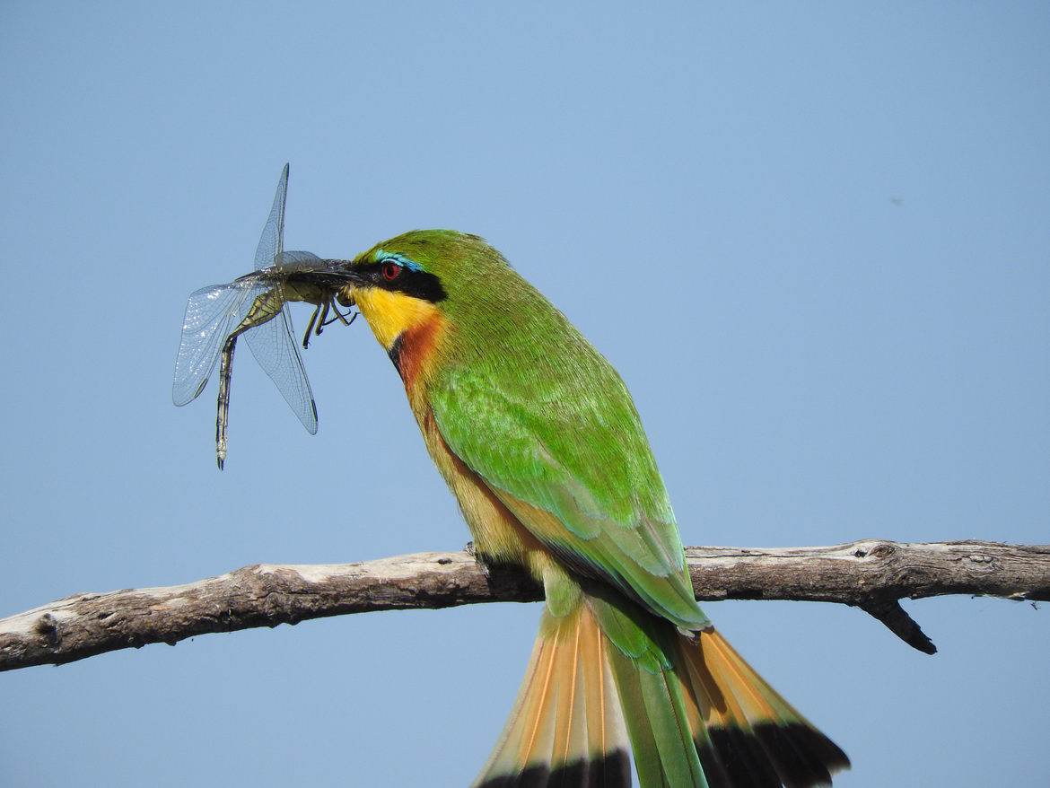 beeeater bird, Okavango Delta, B