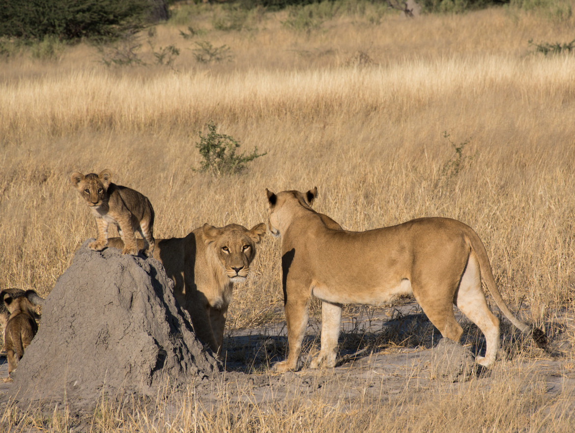 lions, Linyanti Private Reserve, Botswana