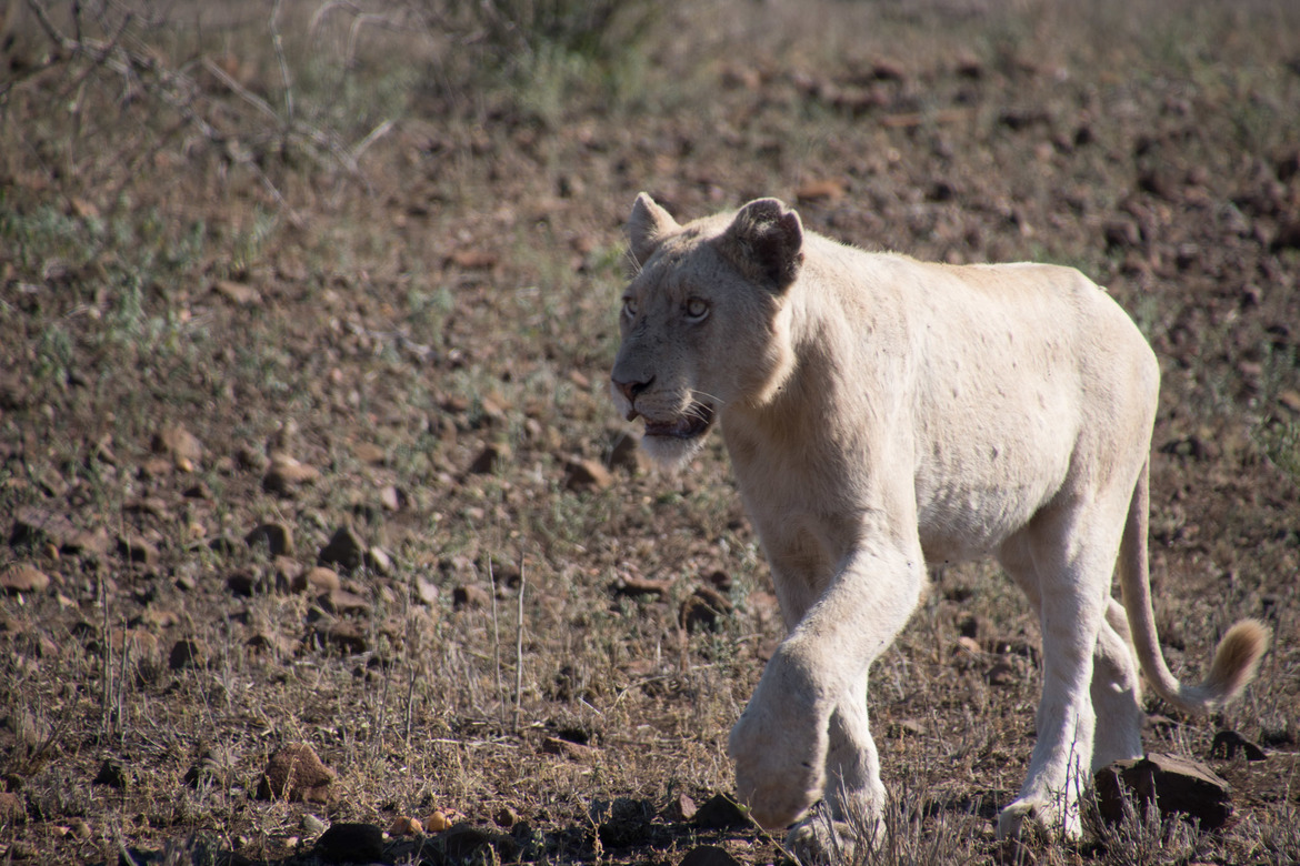 lion, Singita Private Reserve, South Africa