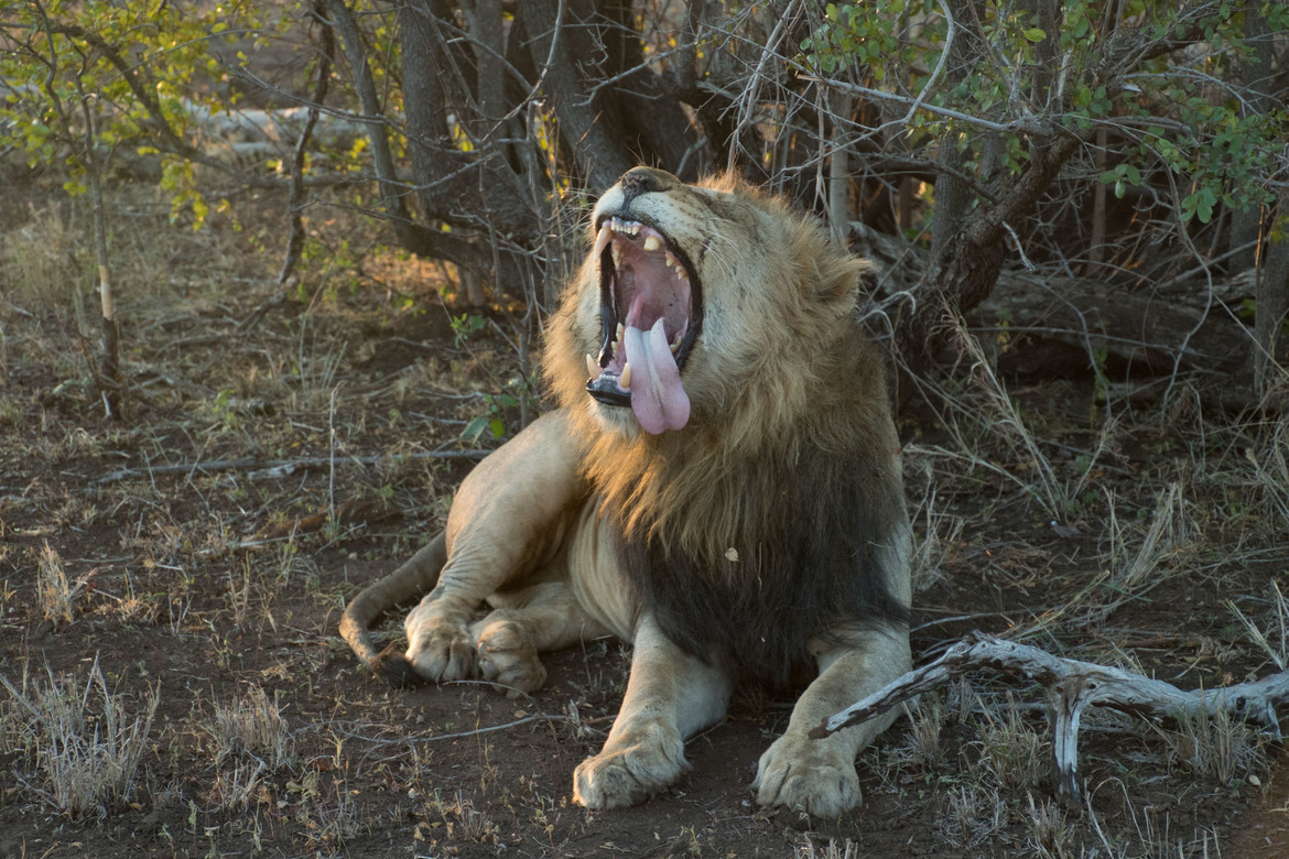 lion, Singita Private Reserve, South Africa