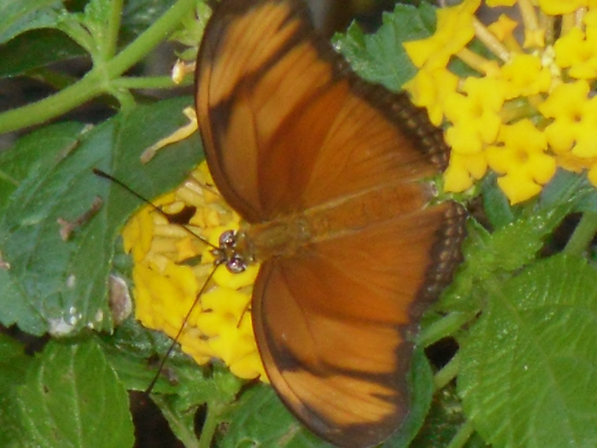 Butterfly, Villas Alturas, Province of Puntarenas, Costa Rica