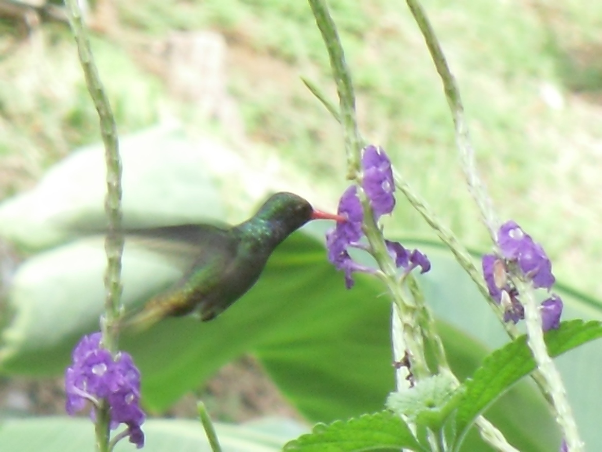 Hummingbird, Villas Alturas, Province of Puntarenas, Costa Rica