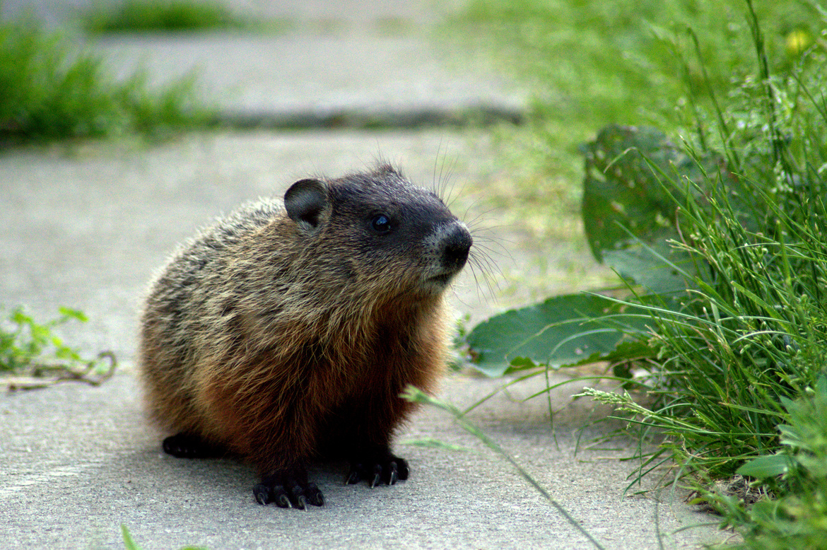 Groundhog, Waterloo, Ontario, Canada