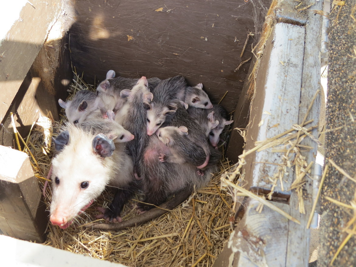 opossum, OH, United States
