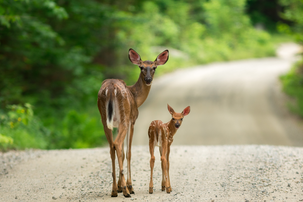 Whitetail Deer, Baxter State Park, Maine, United States
