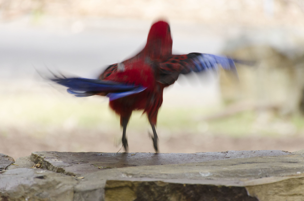 Rosella Parrot, The Dandenong Ranges, Australia