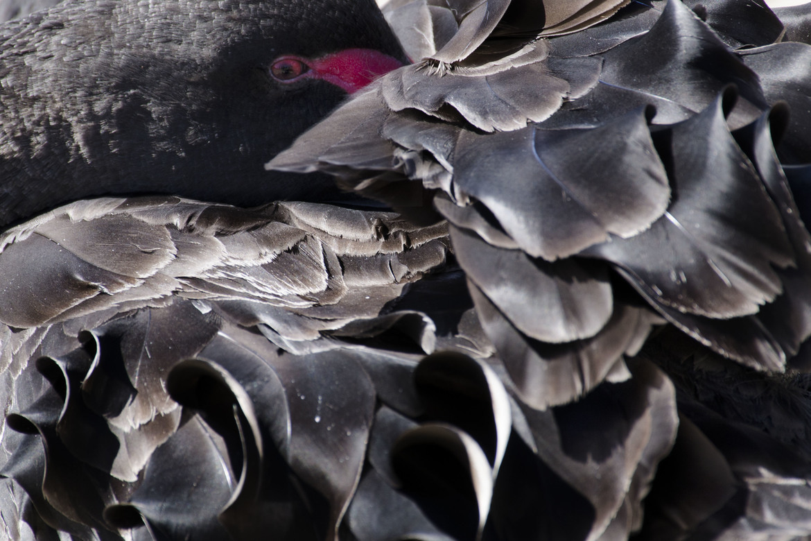 Black Swan, Melbourne, Australia