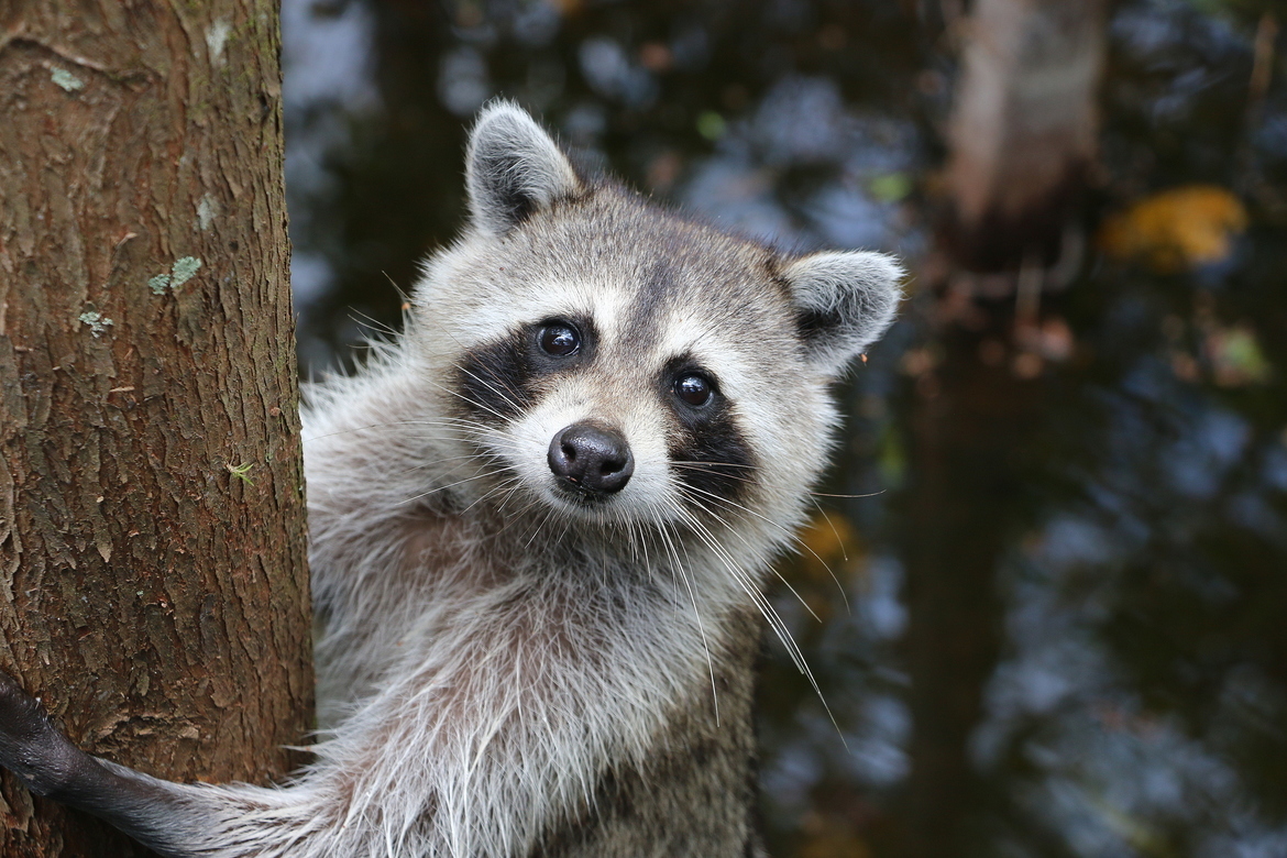 Raccoon, Fort Myers, Florida, United States