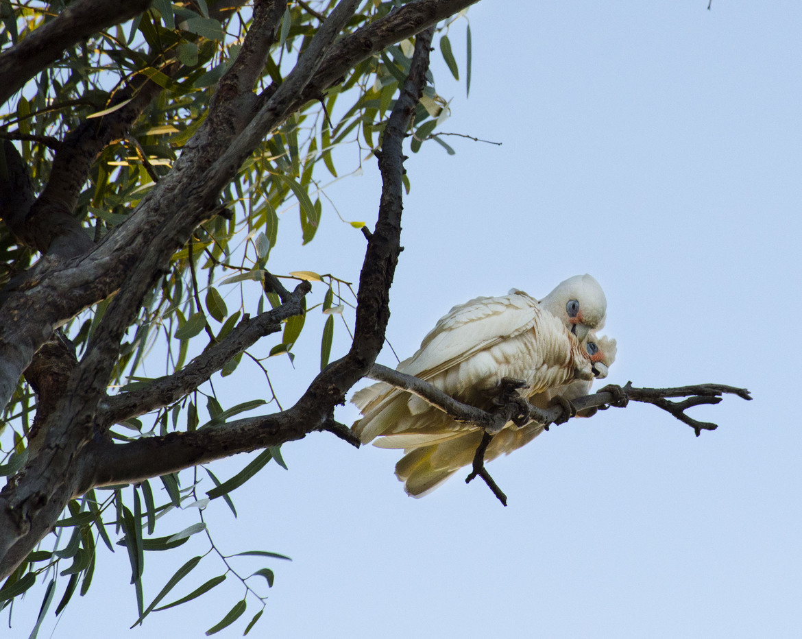Goffin Cockatoo, Cape Range National Park, Australia