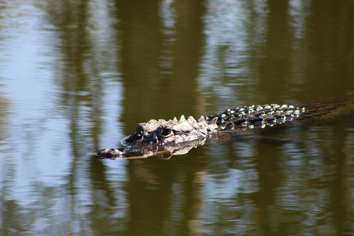 American Alligator, Lakes Regional Park, United States