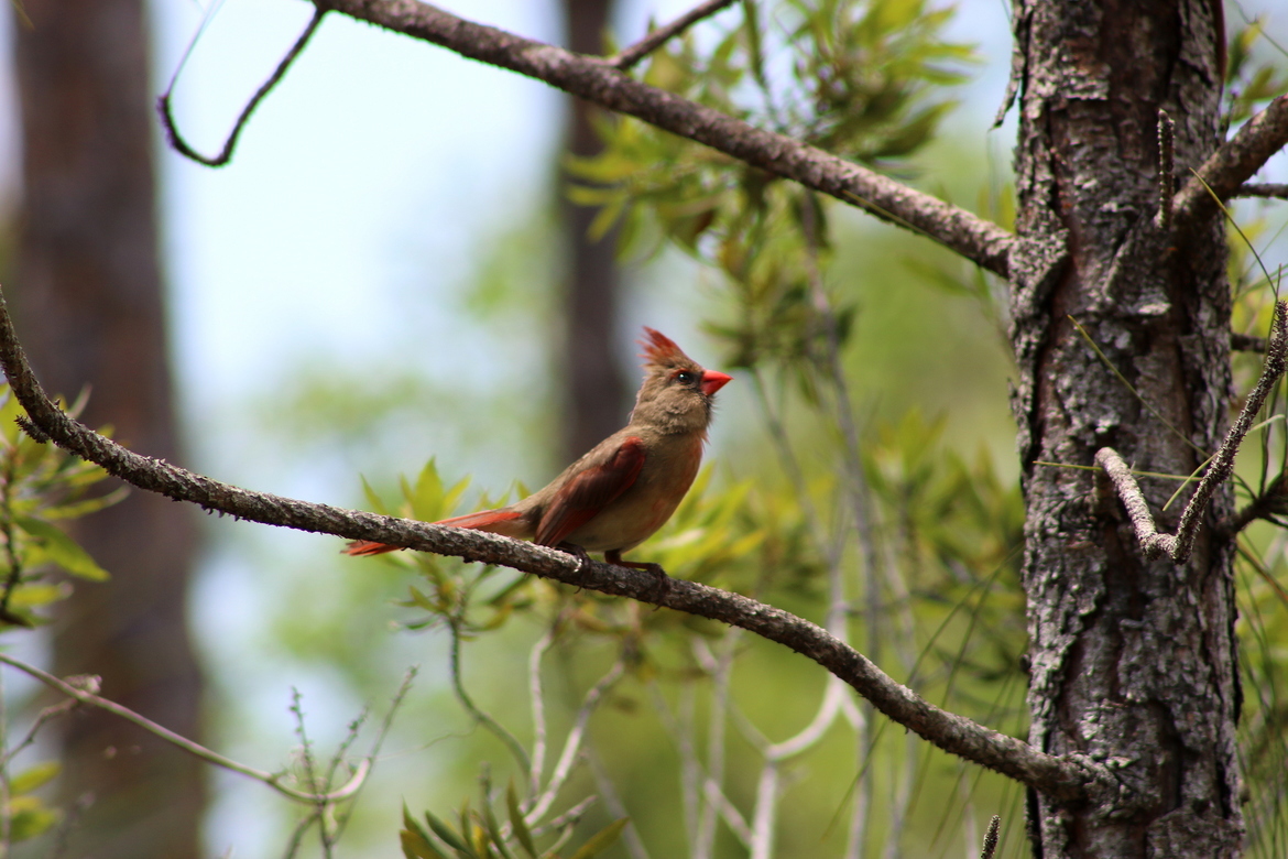 Cardinal, Fort Myers, Florida, United States