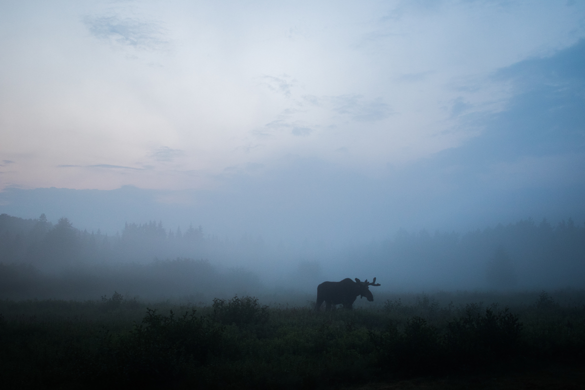 Eastern Moose, Baxter State Park, United States