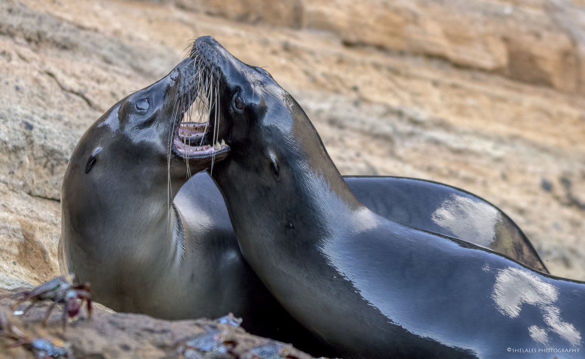 Seal, Galapagos, Ecuador