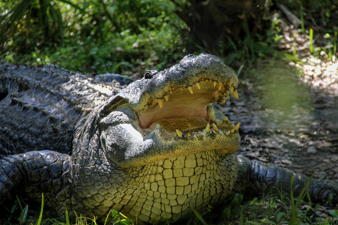 American Alligator, Citrus County, United States