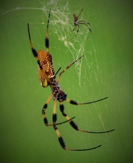 Grid 2 banana spyders