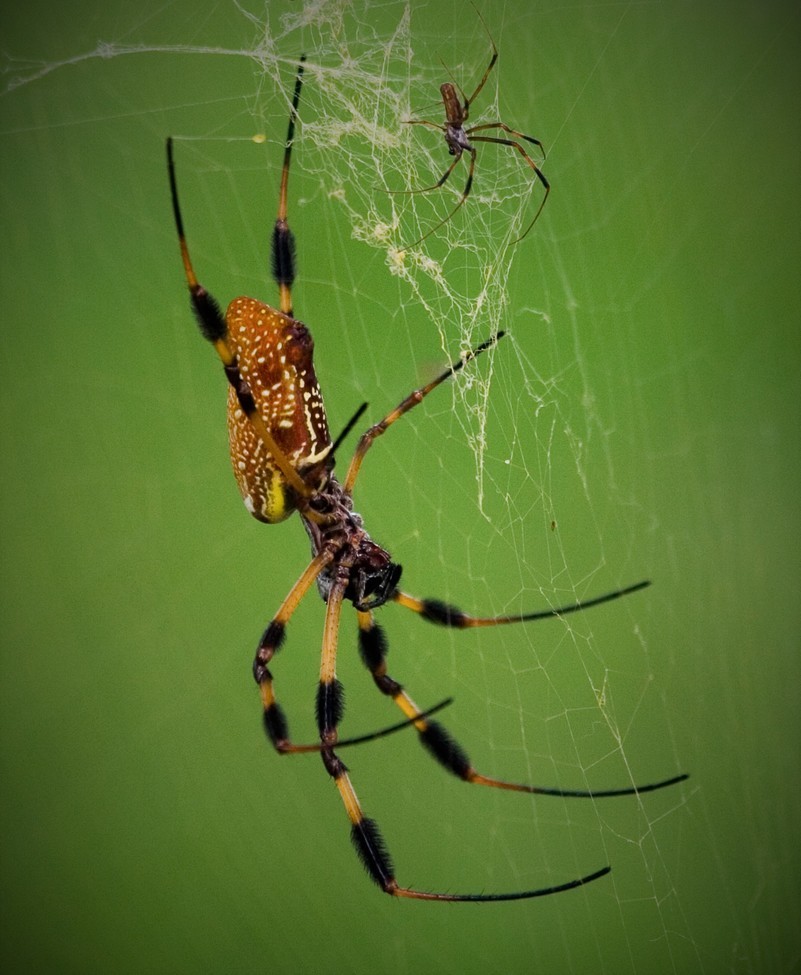 Banana Spyder, Florida, U.S.