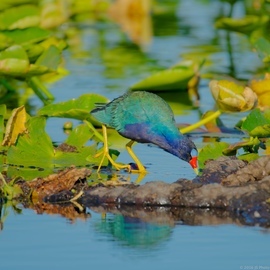 Grid purple gallinule  lake kissimmee  2016 03 06