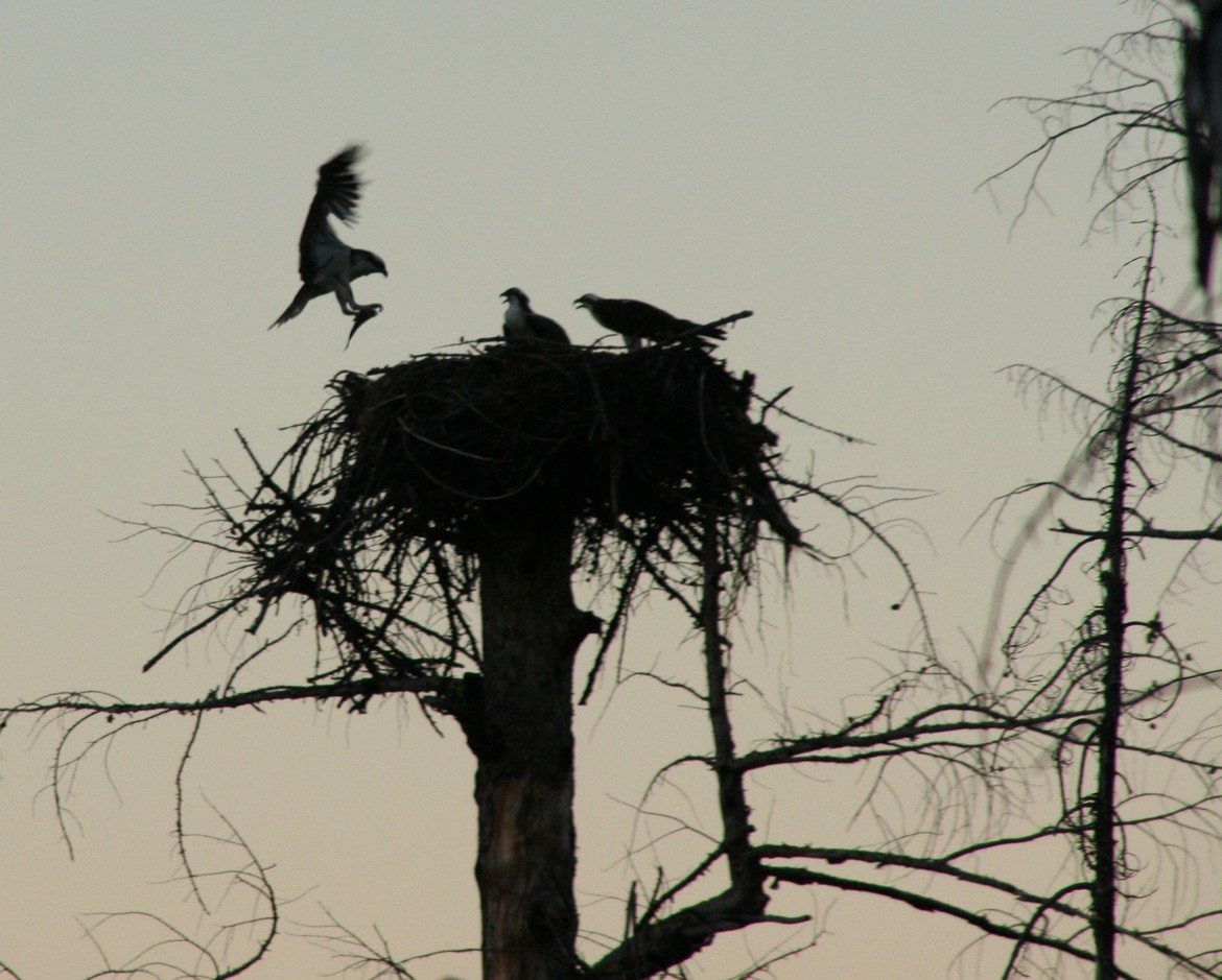 Osprey, Near Glacier National Park, U.S.
