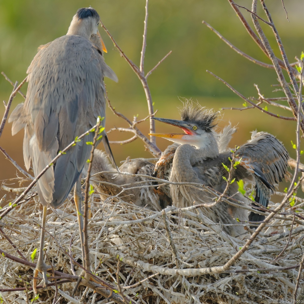 Great Blue Heron, Wakodahatchee Wetlands, Delray Beach, Florida, United States