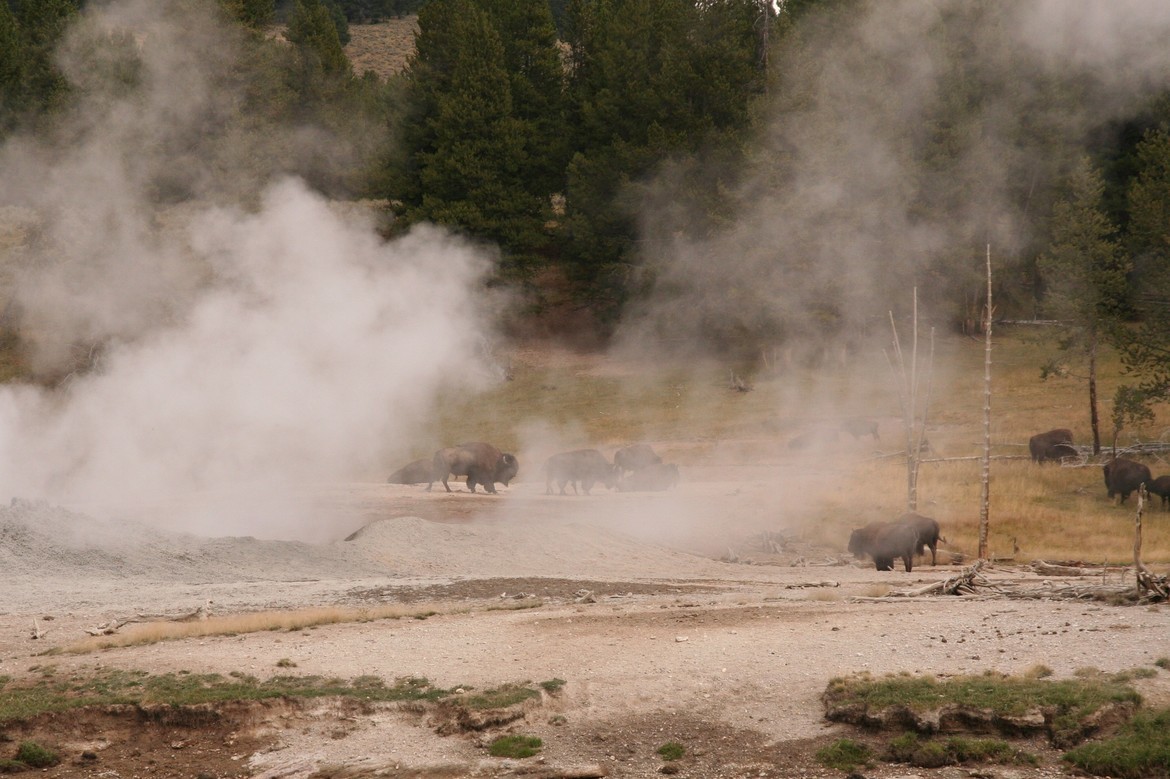 Bison, Yellowstone National Park, U.S.
