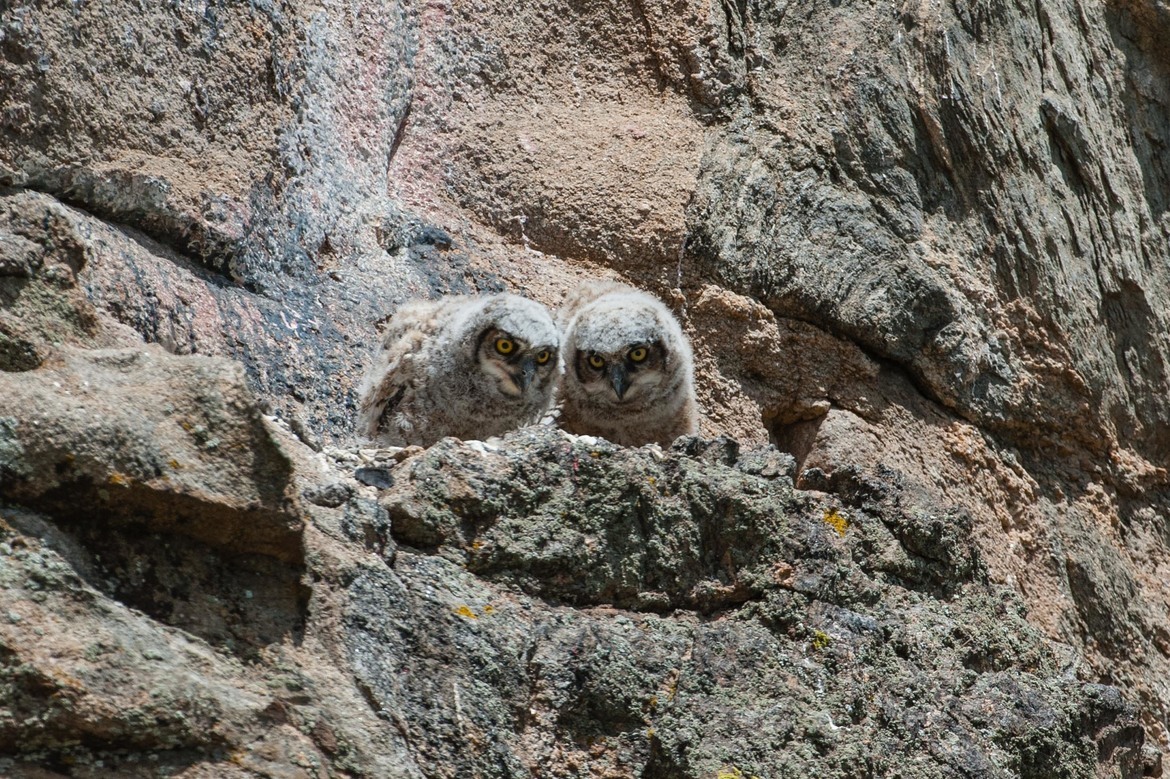 Great Horned Owl , Near Rocky Mountain National Park , United States, Colorado