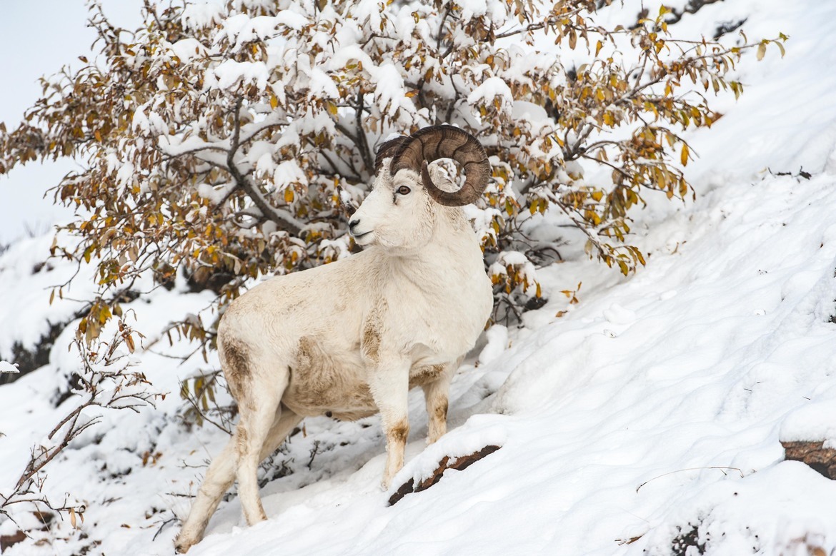 Dall Sheep Ram, Denali National Park and Reserve, United States, Alaska