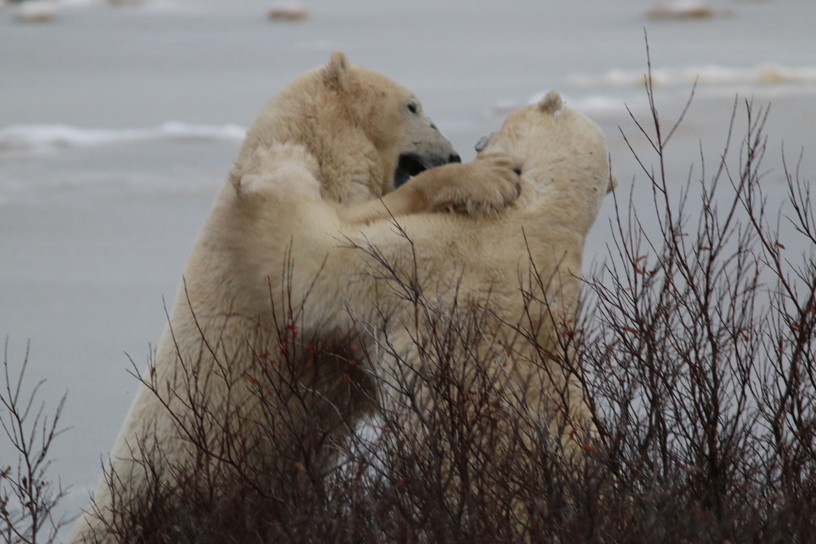 Polar Bear, Near Churchill, Manitoba, Canada
