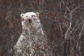 Grid im watching you bear