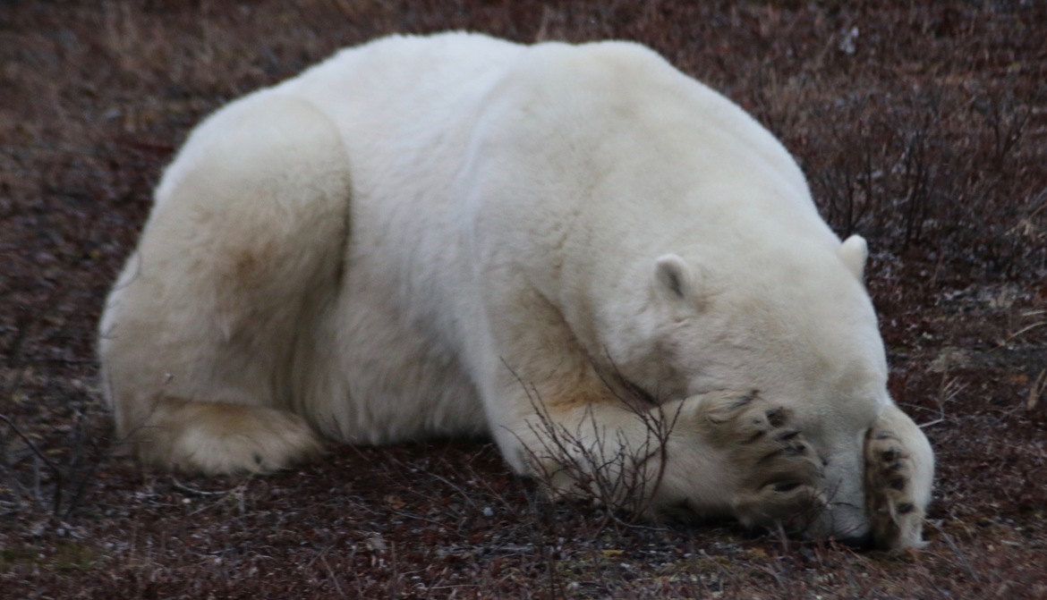 Polar Bear, Near Churchill, Manitoba, Canada
