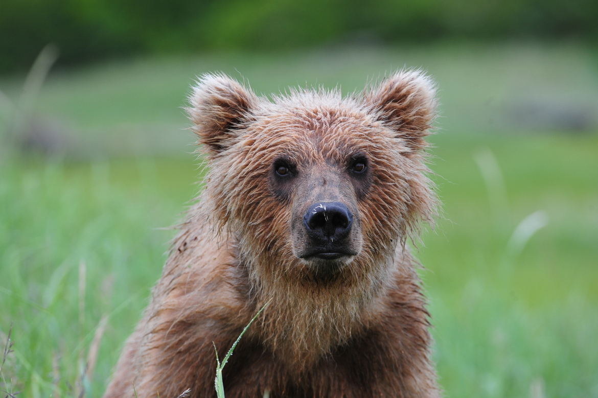 Brown Bear, Katmai National Park, United States, Alaska