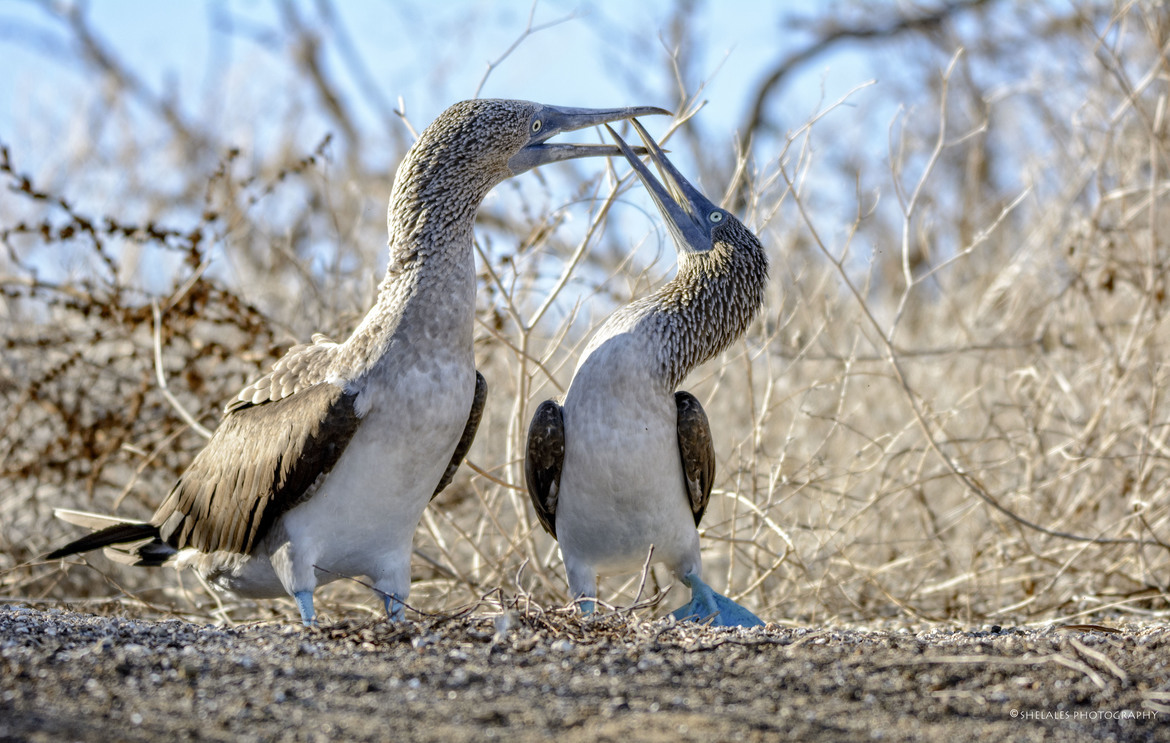 Blue footed boobies, Galapagos, Ecuador