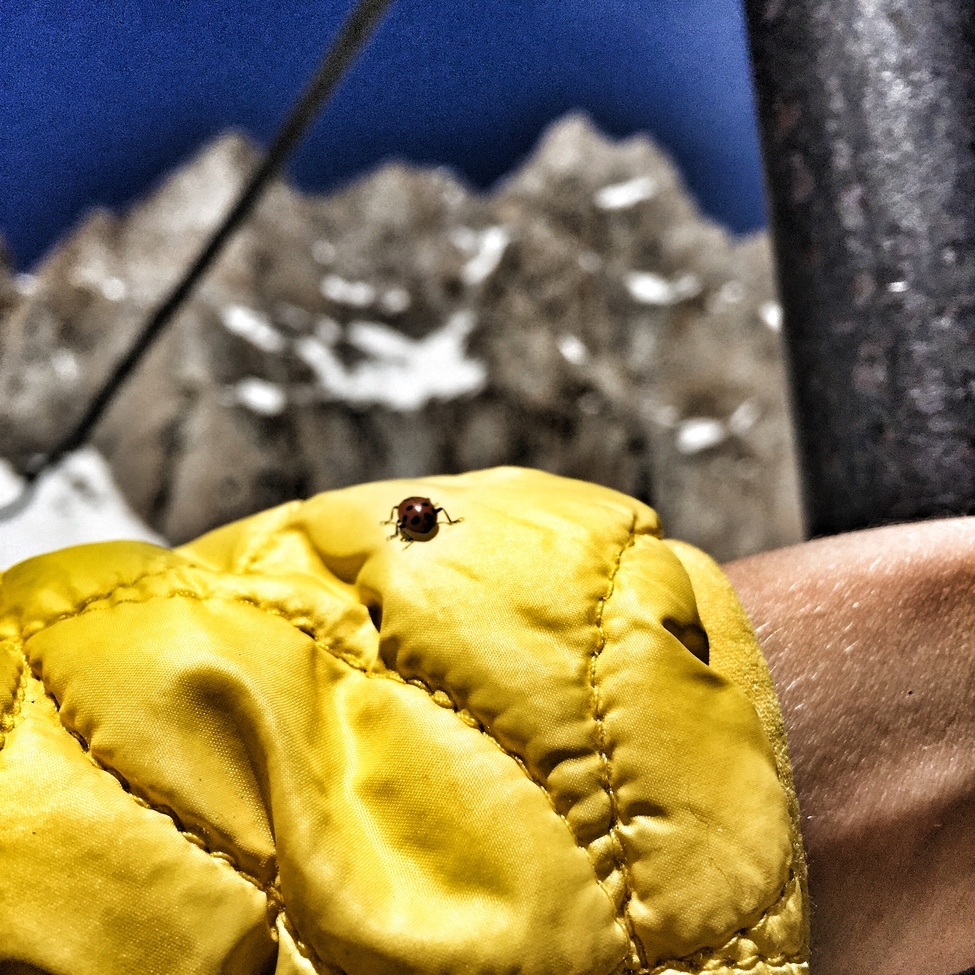 Ladybug, Sierra Nevada, USA