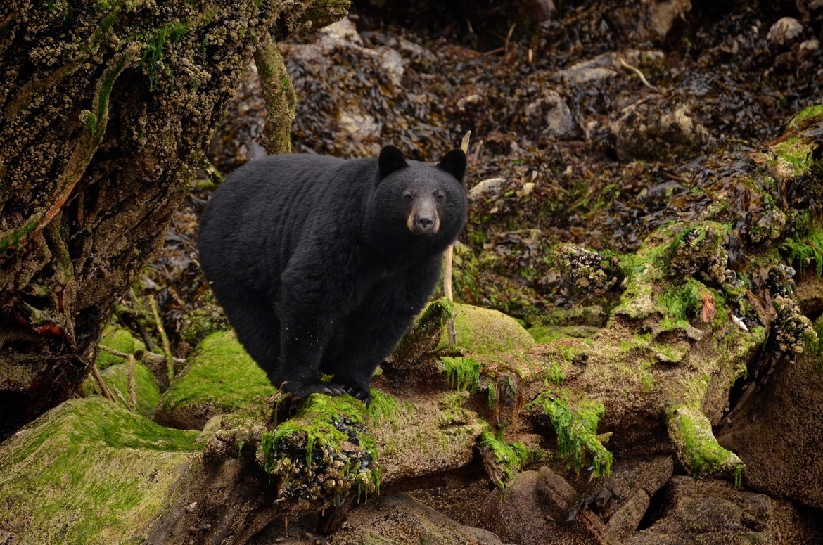 Black Bear, Knight Inlet, Canada