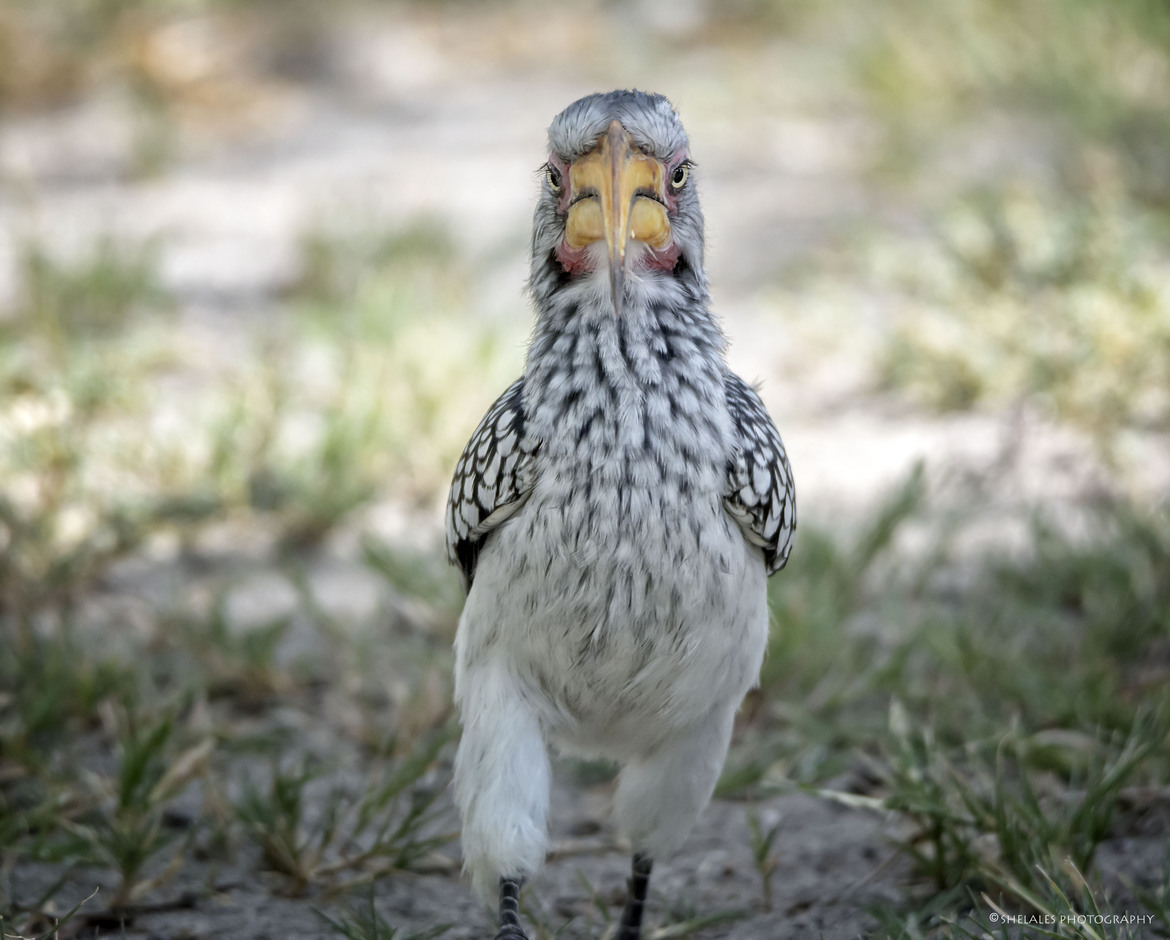 Southern yellow billed hornbill, Etosha National Park, Namibia